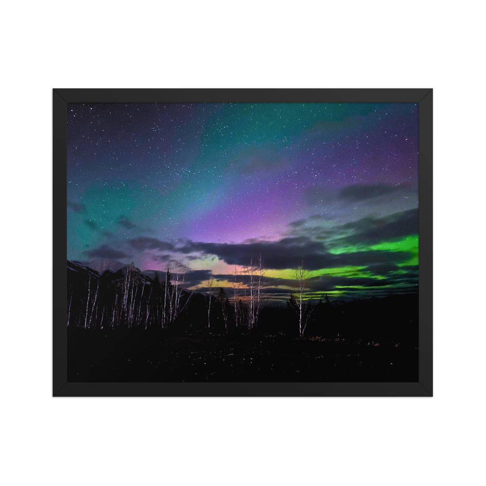 Northern lights in purple, green and blue above a row of bare winter trees in the Canadian Rockies, shown as a 16x20 framed print in a black wood frame