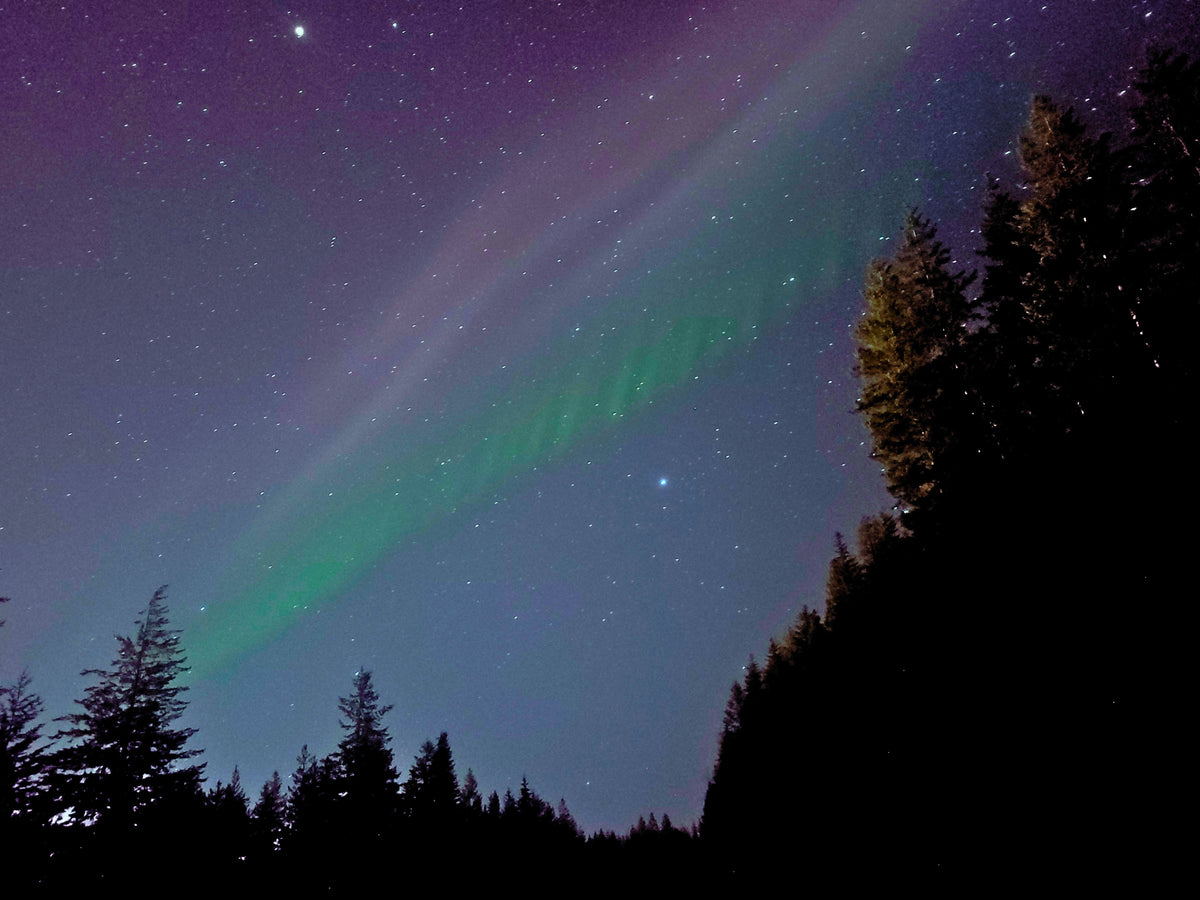 A night sky filled with stars and a green aurora borealis stretching diagonally across the frame, with dark pine tree silhouettes along the bottom and right edges.