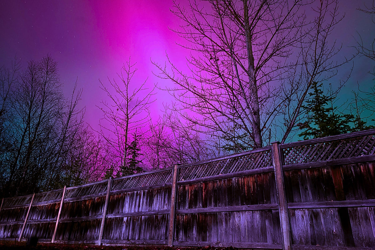 Northern lights in vivid magenta and purple hues glowing over a wooden fence and bare trees at night.