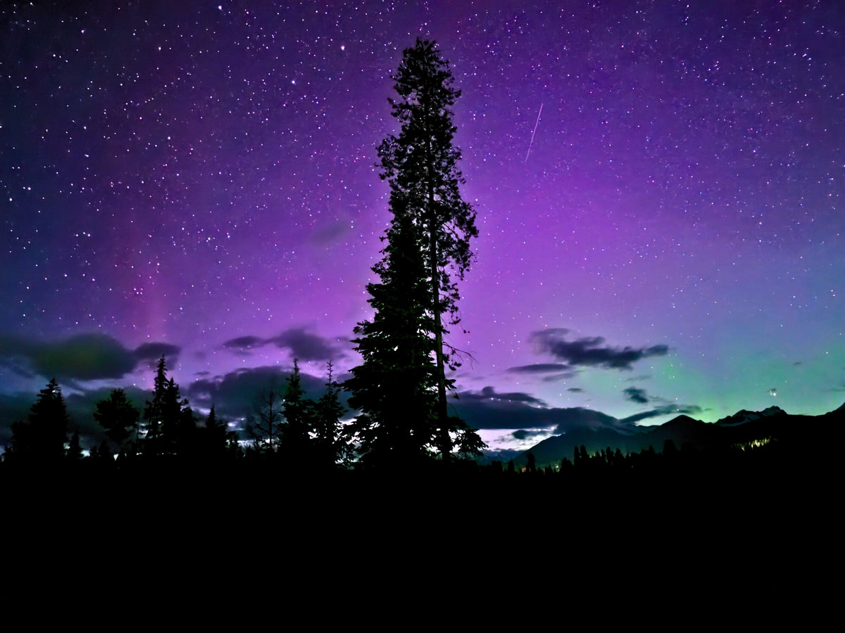 A star-filled night sky with purple and pink aurora lights over a dark silhouetted forest and mountain range.