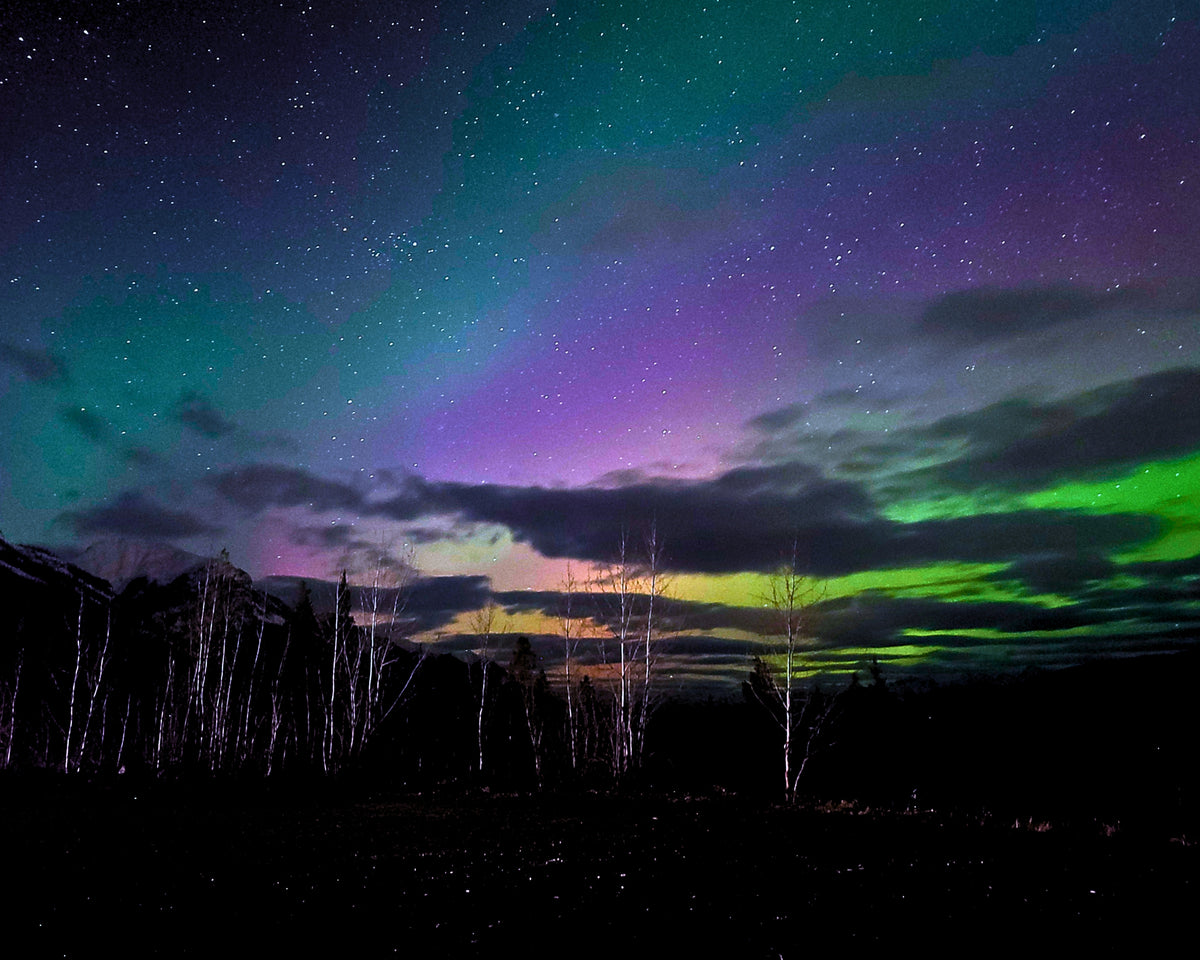Northern lights over a dark landscape with silhouetted birch trees and mountains under a starry night sky. The sky shows bands of green, purple, blue, and pink with many small stars.