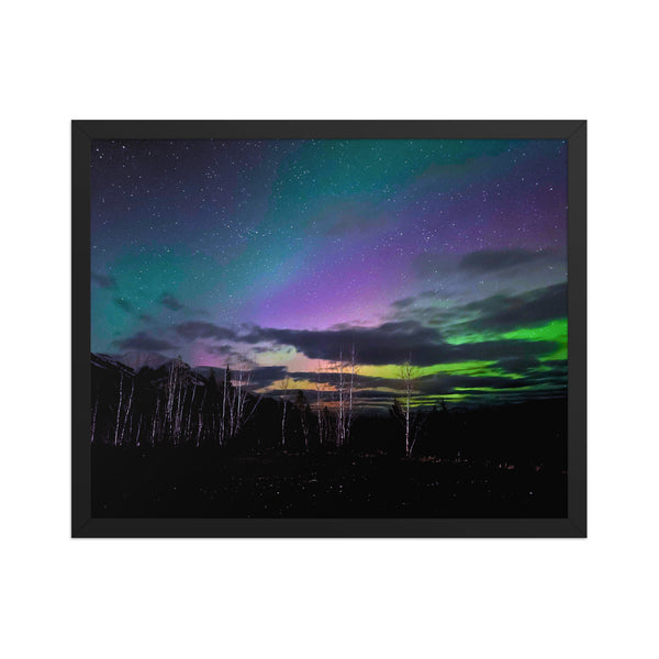 Northern lights in purple, green and blue above a row of bare winter trees in the Canadian Rockies, shown as a 16x20 framed print in a black wood frame